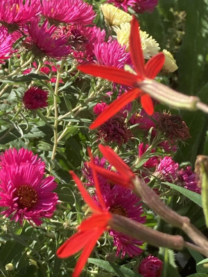 IMG_1003.jpeg