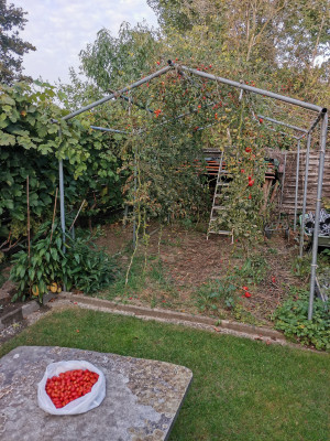 Tomaten 20231007.jpeg