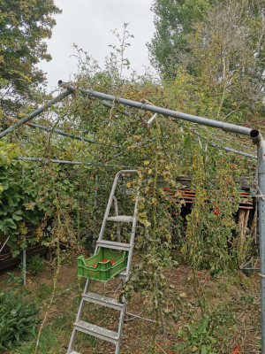 Tomaten 20231008.jpeg