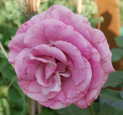 Melodie_Parfumee_DSC_9754.jpg