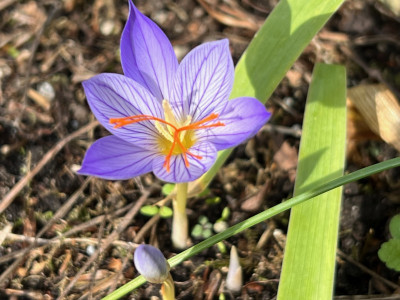 2023-10-08 Crocus.jpg