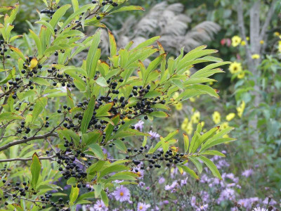 2023-10-08 Lindera angustifolia.jpg