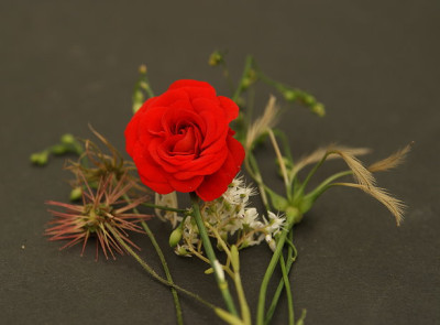 keine_Rose-Duftgeranie.jpg