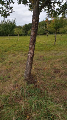 junger Apfelbaum.jpg