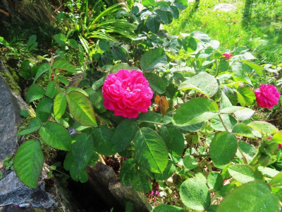 rosederesht.JPG
