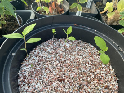 Lindera angustifolia Keimung 2023.jpg