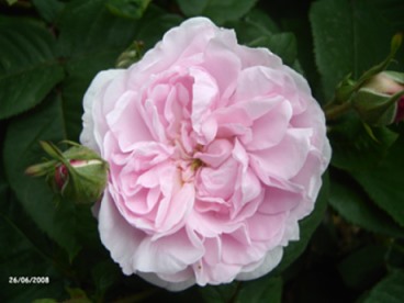 fantin_latour2.jpg