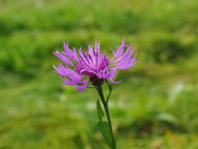 Centaurea PA100050.JPG