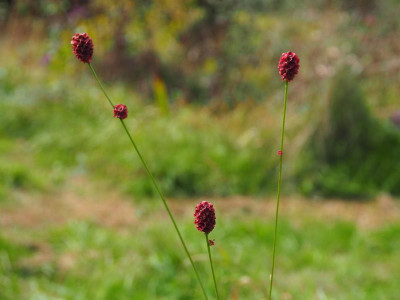 Sanguisorba officinalis PA100053.JPG