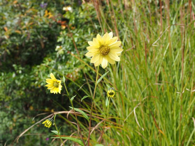 Helianthus giganteus 'Sheila's Sunshine' PA100057.JPG