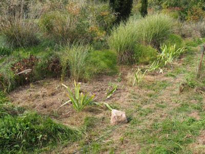 Miscanthus Moring Light alle drei andere Perspektive PA100071.JPG
