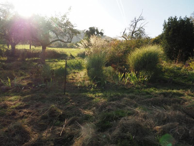 Miscanthus Morning Light fertig für heute PA100072.JPG