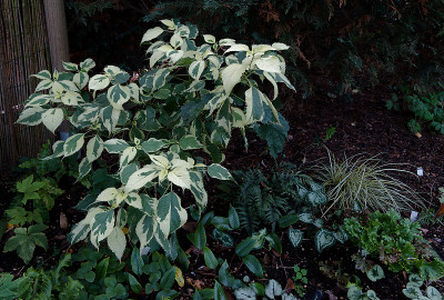 DSC01667_DxO.jpg