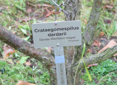 IMG_6953_crateogomespilus_dardarii.jpg