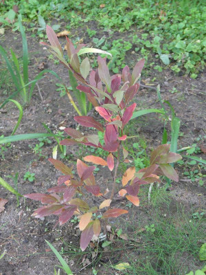 2023-10-11 Lindera angustifolia.jpg