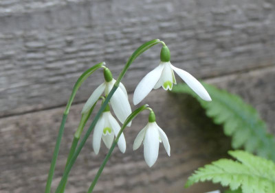 2023-10-11 Galanthus 'Adamite' 2.jpg