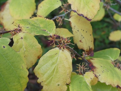 2023-10-10 Hamamelis virginiana 'Mohonk Red'1.jpg