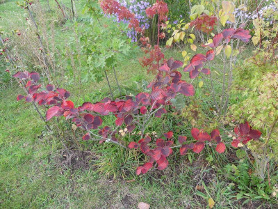 2023-10-11 Hamamelis 'Yamina'1.jpg