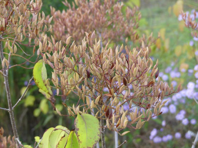 2023-10-11 Syringa pekinensis 2.jpg