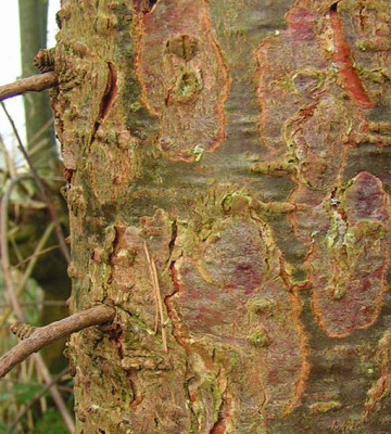 Larix_kaempferi_Rinde.jpg