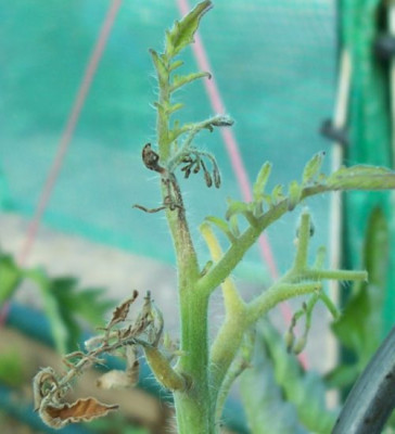 000_3070_kranke_Tomate.jpg