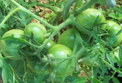 000_3069_Burkanlapu.jpg