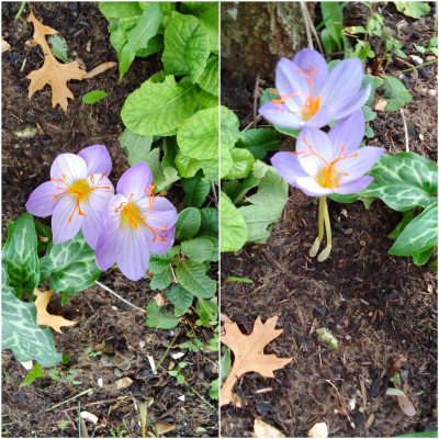 CrocusSativus.jpg