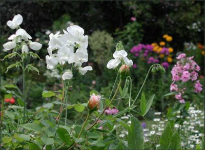 Lathyrus_latifolius.jpg