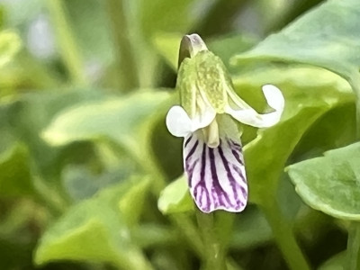 2023-10-12 Viola verec. yakushimana.jpg
