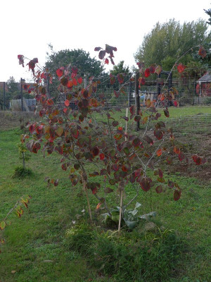 2023-10-11 Hamamelis 'Diane'1.jpg