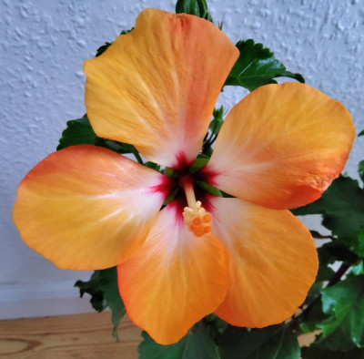 Hibiskus Blush 2.jpg