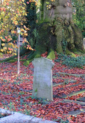 Beukenvoet_1411.jpg