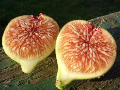 Grise Olivettte.jpg