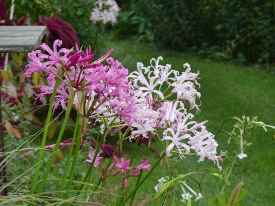 2023-10-13 Nerine bowdenii 1.jpg