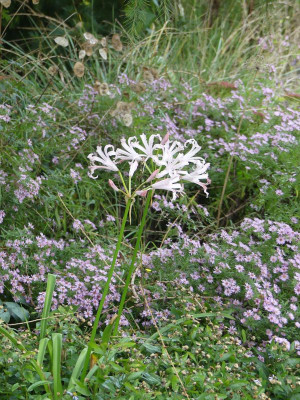 2023-10-13 Nerine bowdenii 2.jpg