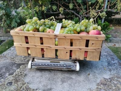 Obstkorb.jpeg