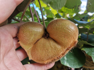 Kiwi verbändert.jpeg