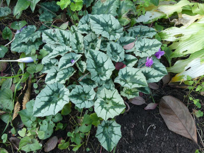 2023-10-14 Cyclamen 1.jpg