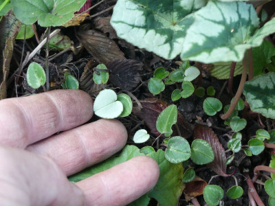 2023-10-14 Cyclamen 2.jpg