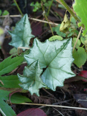 2023-10-14 Cyclamen 3.jpg
