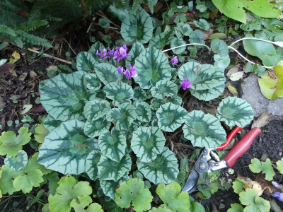 2023-10-14 Cyclamen 4.jpg