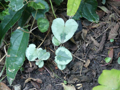 2023-10-14 Cyclamen 5.jpg