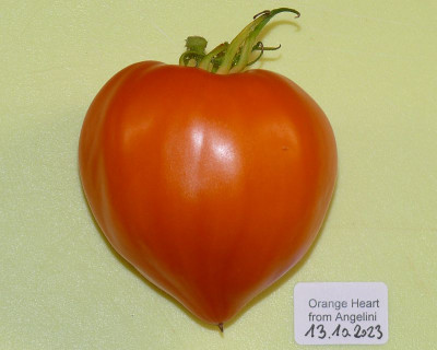 231013_Orange Heart from Angelini.jpg