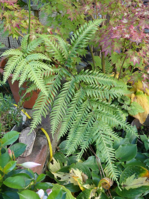 2023-10-14 Farne Pteris incompleta 1.jpg
