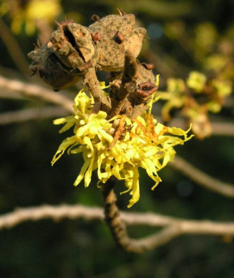 Hamamelis_Bluete_November.jpg