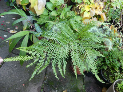 2023-10-14 Farne Pteris incompleta 4.jpg