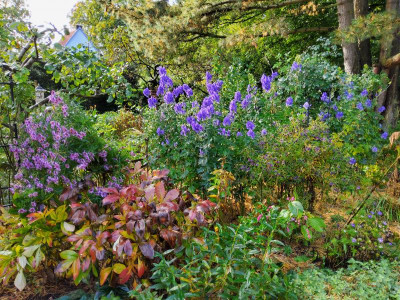 Aconitum.jpg