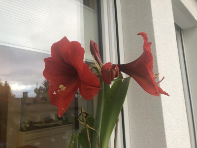 IMG_4205.jpeg