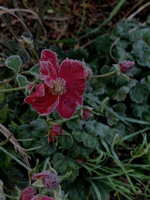 IMG_7115.jpeg