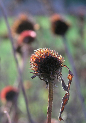 Echinacea-Nov-3.jpg